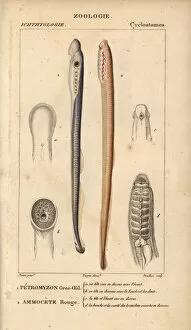 Lamprey Gallery: Big-eyed lamprey and red lamprey