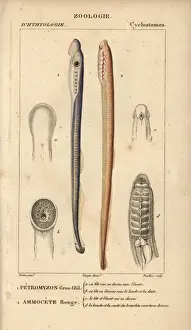 Eyed Prints: Big-eyed lamprey and red lamprey