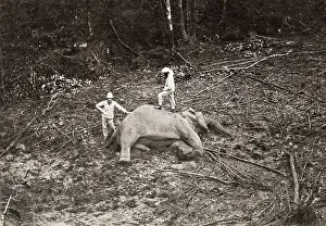 Wildlife Collection: Big game hunters, Asia, with the body of a dead elephant