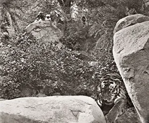 Big game hunting, tiger hunt in India - a series