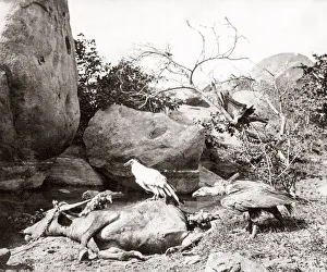 Big game hunting, tiger hunt in India - a series