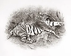 Big game hunting, tiger hunt in India - a series