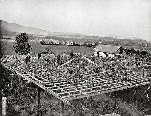 Supporting Prints: Big Grape Vine near Santa Barbara, California, USA