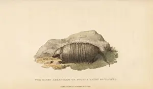 Basire Prints: Big hairy armadillo, Chaetophractus villosus