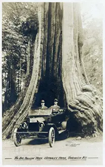 Giant Prints: The Big Hollow Tree - Stanley Park, Vancouver, BC, Canada