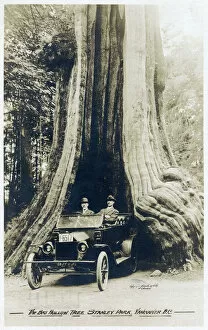 The Big Hollow Tree - Stanley Park, Vancouver, BC, Canada