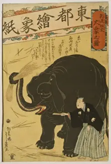 Imported Prints: Big imported elephant