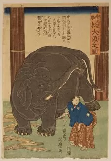 Imported Gallery: Big imported elephant from India