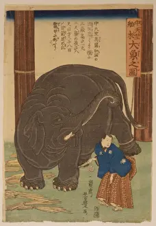 Imported Prints: Big imported elephant from India