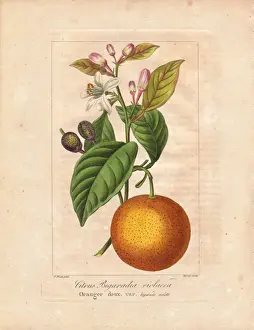 Botanicalillustration Prints: Bigarade bitter orange, Citrus x aurantium