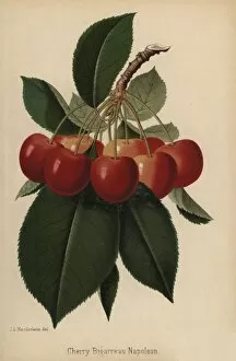 Florist Gallery: Bigarreau Napoleon cherry, Prunus variety
