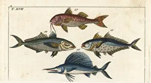 Gottlieb Prints: Bigeye scad, sailfish and surmullet