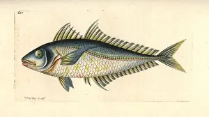 Bigeye scad, Selar crumenophthalmus