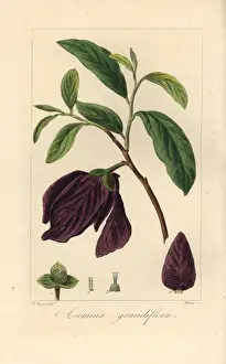 Pancracebessa Prints: Bigflower pawpaw tree, Asimina obovata, native to America