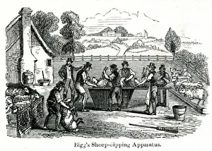 Improved Prints: Biggs sheep-dipping apparatus 1851