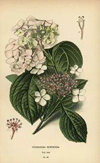 Bigleaf hydrangea, Hydrangea macrophylla