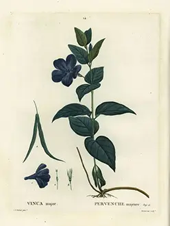 Traite Prints: Bigleaf periwinkle, large periwinkle or blue