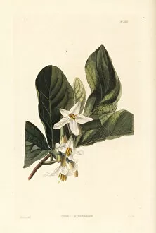 Shotter Collection: Bigleaf snowbell or storax, Styrax grandifolium