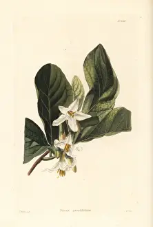 Shotter Prints: Bigleaf snowbell or storax, Styrax grandifolium