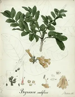 Bignonia cauliflora