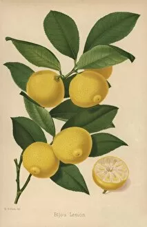 Citrus Collection: Bijou lemon cultivar, Citrus x limon