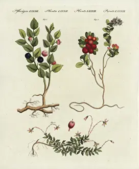 Bilberry, cowberry and cranberry
