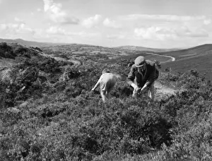 Bilberry Pickers