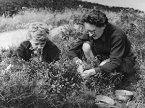 1950s Childhood Gallery: Bilberry Pickers