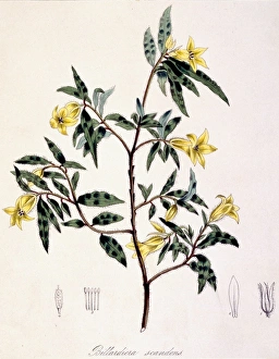 Apiales Gallery: Billardiera scandens, apple-berry