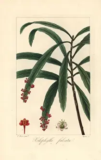 Pancracebessa Prints: Billbush or mutton porridge, Phyllanthus epiphyllanthus