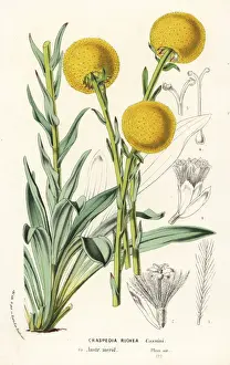 Serres Prints: Billy buttons species, Craspedia richea