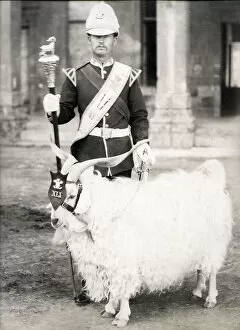 Billy goat mascot of the 41st Regiment of Foot British army