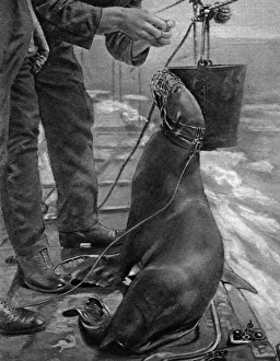 Billy the submarine hunting sea lion Billy the submarine hunting sea lion