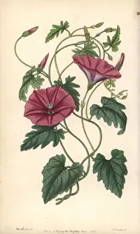 Convolvulus Prints: Bindweed, Convolvulus althaeoides