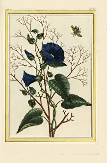 Tant Prints: Bindweed or morning glory, Convolvulus species