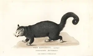 Basire Prints: Binturong or bearcat, Arctictis binturong. Vulnerable