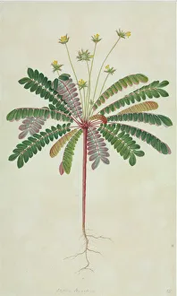 John Reeves Collection: Biophytum sensitivum, sikerpud