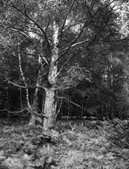 Epping Prints: Birch & Bracken