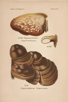 Polyporus Prints: Birch bracket mushroom, Polyporus betulinus