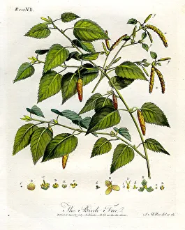 Birch Prints: Birch Tree