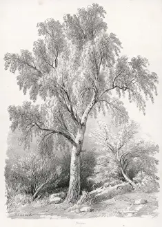 BIRCH TREE