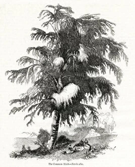 Birch tree (Betula alba)