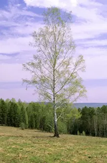 Birches Prints: Birch Tree - Near river Serga, near Ekaterinburg