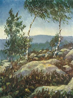 Wynne Prints: The Two Birch Trees
