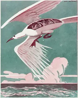 Is it a Bird ?