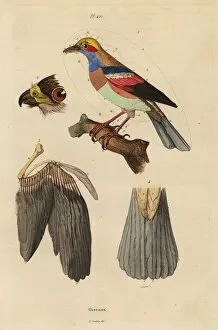 Guerin Meneville Collection: Bird anatomy, beak, wing, tail, feathers