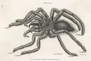 Catching Prints: Bird-Catching Spider
