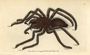 Catching Prints: Bird-catching spider or pink-toed tarantula