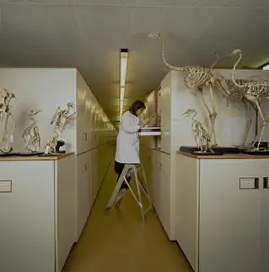 Bird Collections