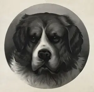 Bruno Prints: Bird dog - Bruno, 5